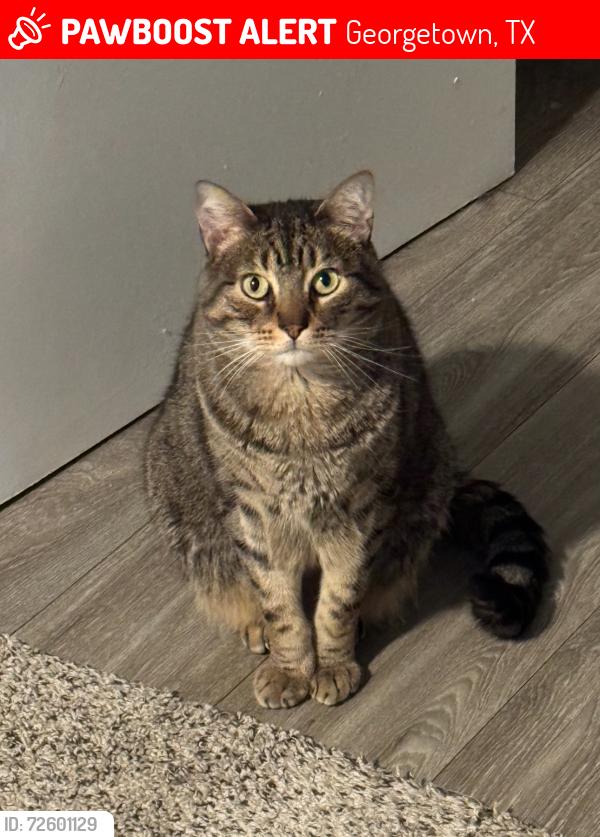 Lost Male Cat last seen Elevate apmts near Georgetown High, Georgetown, TX 78626