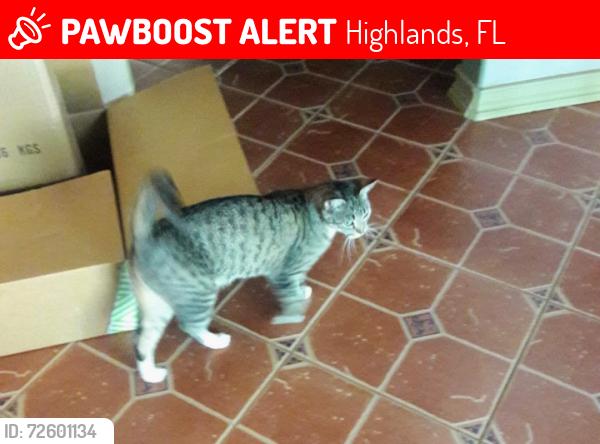 Lost Female Cat last seen Shiela Ann & Phyllis Lane , Highlands, FL 34669