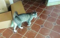 Lost Female Cat last seen Shiela Ann & Phyllis Lane , Highlands, FL 34669