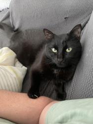 Lost Male Cat last seen Wild horse loop, Rancho Santa Margarita, CA 92688