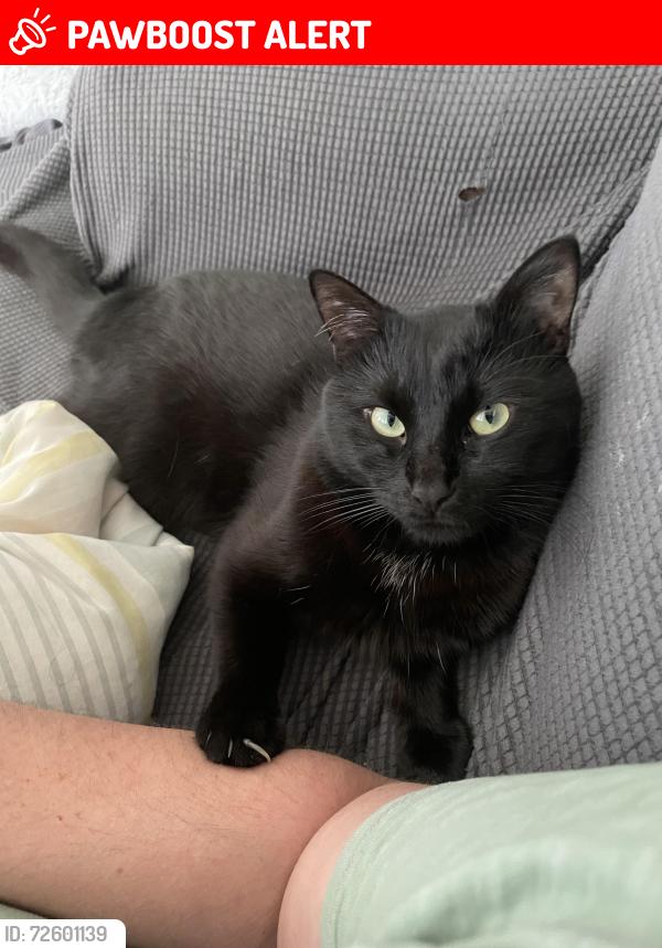 Lost Male Cat last seen Wild horse loop, Rancho Santa Margarita, CA 92688