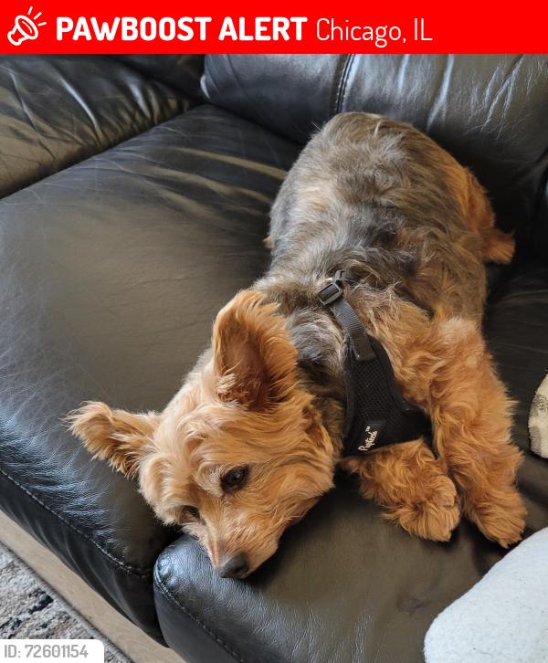 Lost Male Dog last seen N Rutherford and George St , Chicago, IL 60634
