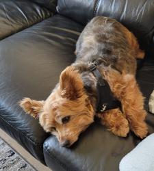 Lost Male Dog last seen N Rutherford and George St , Chicago, IL 60634