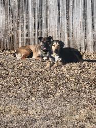 Lost Female Dog last seen Rittiman road and Townley, San Antonio, TX 78218