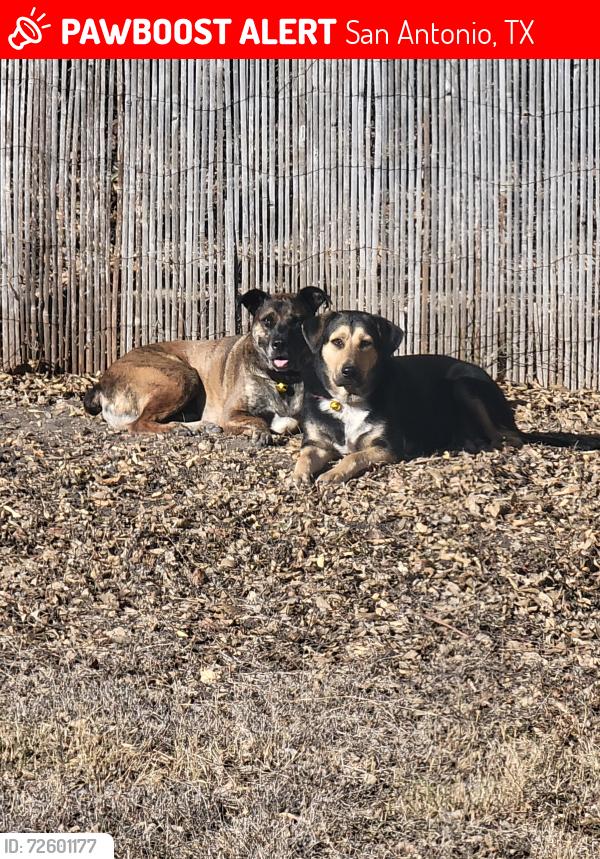 Lost Female Dog last seen Rittiman road and Townley, San Antonio, TX 78218