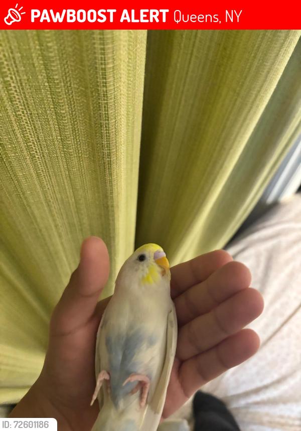 Lost Male Bird last seen Near st RD, Queens, NY 11421