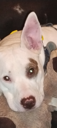 Lost Female Dog last seen Near 1/2 south Brown Street Spokane Washington 2201, Spokane, WA 99201