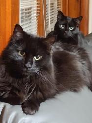 Lost Female Cat last seen Washington and Southern Artery, Quincy, MA 02169