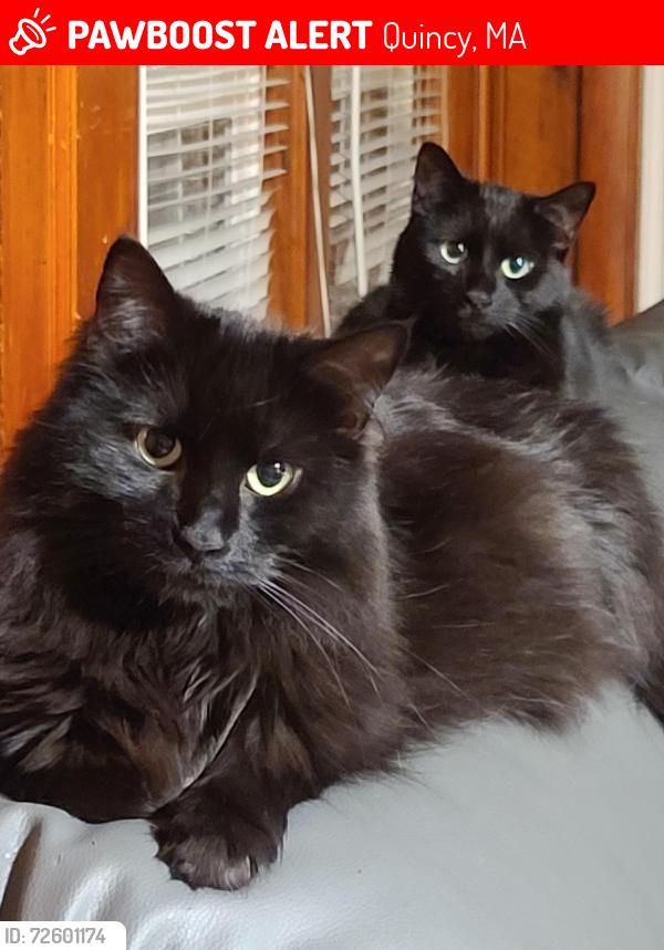 Lost Female Cat last seen Washington and Southern Artery, Quincy, MA 02169