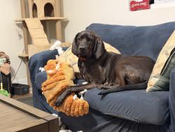 Lost Male Dog last seen flt Gap/Jacumin, Valdese, NC 28690