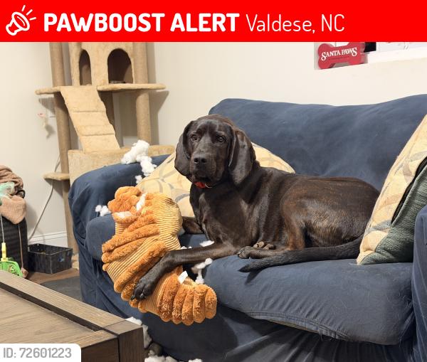 Lost Male Dog last seen flt Gap/Jacumin, Valdese, NC 28690