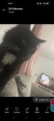 Lost Male Cat last seen Starbarn road , Winterbourne, England 