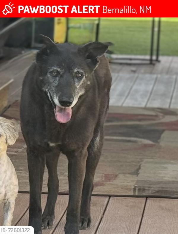 Lost Female Dog last seen La corrida/ La Marcha, Bernalillo, NM 87004