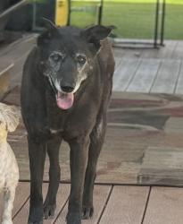 Lost Female Dog last seen La corrida/ La Marcha, Bernalillo, NM 87004