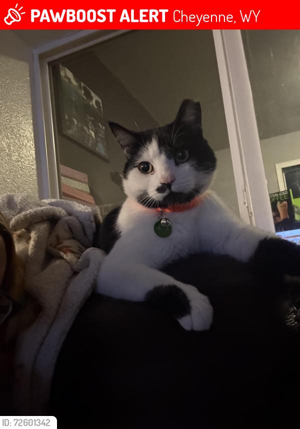 Lost Male Cat last seen Highway 30, four mile rd , Cheyenne, WY 82009