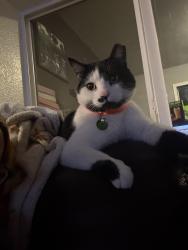 Lost Male Cat last seen Highway 30, four mile rd , Cheyenne, WY 82009