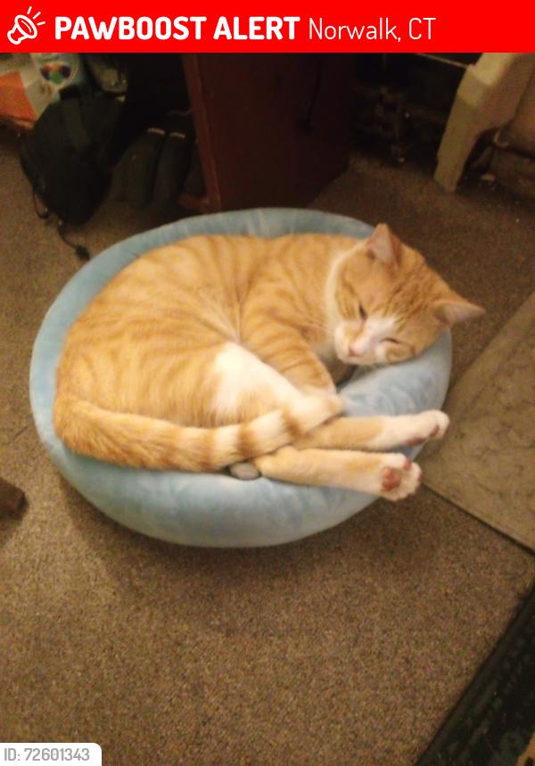 Lost Male Cat last seen Thistle Road, Norwalk, CT 06851