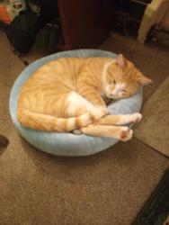 Lost Male Cat last seen Thistle Road, Norwalk, CT 06851