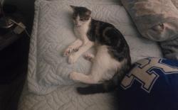 Lost Female Cat last seen Spring Meadows Neighborhood, Houston, TX 77043