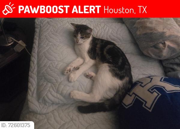 Lost Female Cat last seen Spring Meadows Neighborhood, Houston, TX 77043