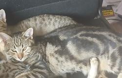 Lost Male Cat last seen Near e Williams field rd 85295, Gilbert, AZ 85295