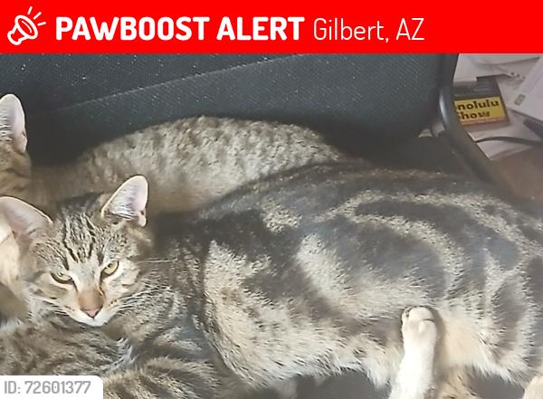 Lost Male Cat last seen Near e Williams field rd 85295, Gilbert, AZ 85295
