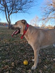 Lost Male Dog last seen Harrison & Highland, Shawnee, OK 74801