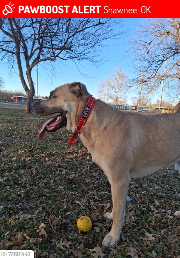 Lost Male Dog last seen Harrison & Highland, Shawnee, OK 74801