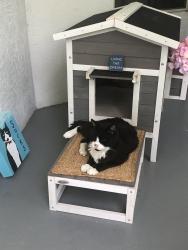 Lost Male Cat last seen Crossfield Circle, Naples, FL 34104