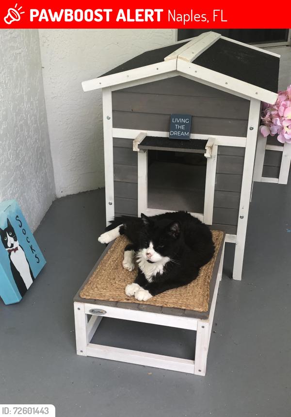 Lost Male Cat last seen Crossfield Circle, Naples, FL 34104