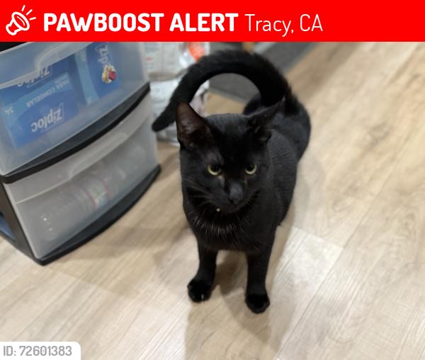 Lost Male Cat last seen Parker Ave and 23rd Ave., Tracy, CA 95376