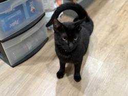 Lost Male Cat last seen Parker Ave and 23rd Ave., Tracy, CA 95376