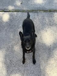 Found/Stray Female Dog last seen Near Sablechase , Houston, TX 77014