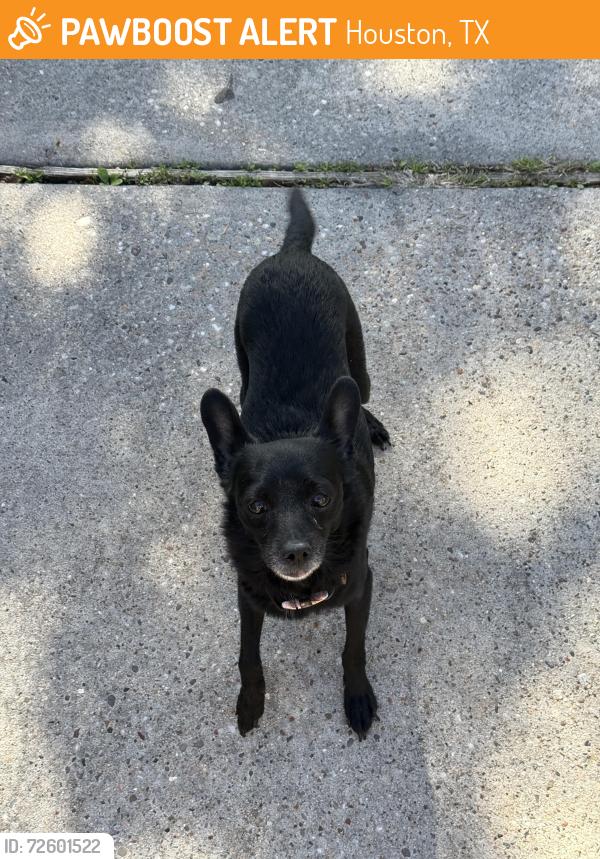 Found/Stray Female Dog last seen Near Sablechase , Houston, TX 77014