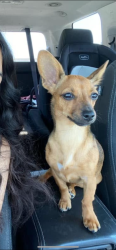 Lost Female Dog last seen Circle k, Temple, TX 76501