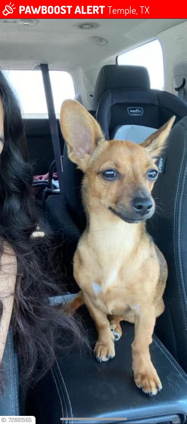 Lost Female Dog last seen Circle k, Temple, TX 76501