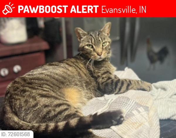 Lost Male Cat last seen Maryland Craig, Evansville, IN 47708