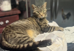 Lost Male Cat last seen Maryland Craig, Evansville, IN 47708