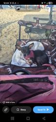 Lost Female Dog last seen Cole elementary , TALLY Rd, TILLMAN RIDGE , San Antonio, TX 78253