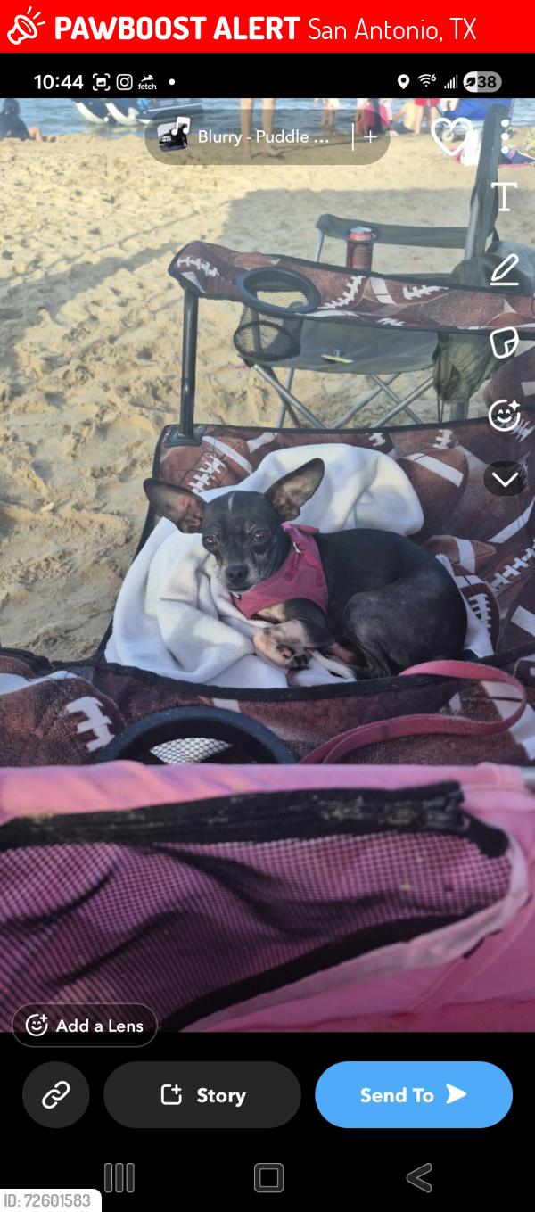 Lost Female Dog last seen Cole elementary , TALLY Rd, TILLMAN RIDGE , San Antonio, TX 78253