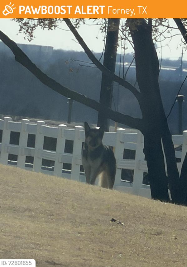 Found/Stray Unknown Dog last seen Clements Ranch, Forney, TX 75126