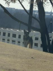 Found/Stray Unknown Dog last seen Clements Ranch, Forney, TX 75126