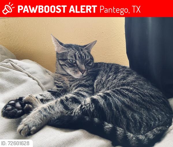 Lost Male Cat last seen S Bowen Rd, Tucker/Smithbarry, Pantego, TX 76013