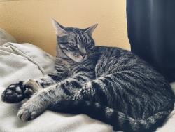 Lost Male Cat last seen S Bowen Rd, Tucker/Smithbarry, Pantego, TX 76013