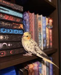 Lost Male Bird last seen Liberty city, Miami, FL 33142