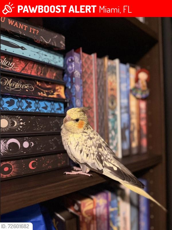 Lost Male Bird last seen Liberty city, Miami, FL 33142