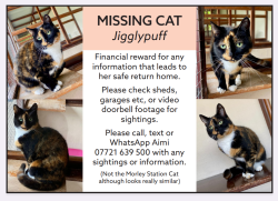 Lost Female Cat last seen Digpal Road, West Yorkshire, England LS27 7GE