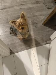Lost Female Dog last seen Hillsdale and tacomic, Sacramento, CA 95842