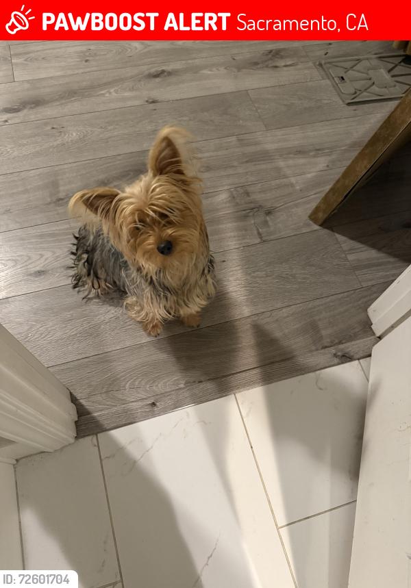 Lost Female Dog last seen Hillsdale and tacomic, Sacramento, CA 95842