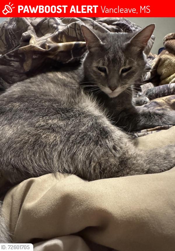 Lost Female Cat last seen Ware lake road Vancleave, MS , Vancleave, MS 39565